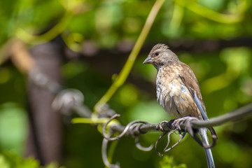 Tapdog, creeper, bird of the passerine family sitting on the wire and looking close up
