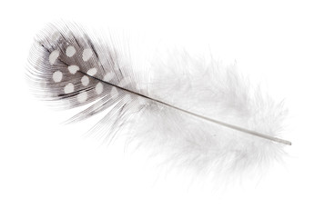 isolated fluffy feather in light spots