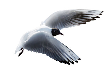 black-headed isolated seagull in flight