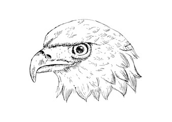 Eagle head logo Template. Hand draw illustration.
