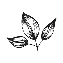 leaves on a branch of a sketch vector icon