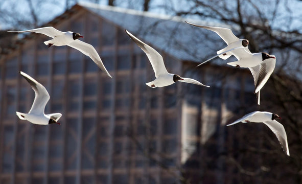 six flying black-headed gulls photo