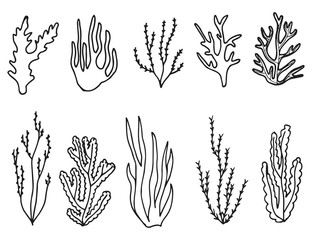 seaweed set vector sketch icon. isolated