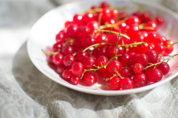 
summer redcurrant (Ribes rubrum). Fresh red currant in a plate on a light background in the sunlight. 