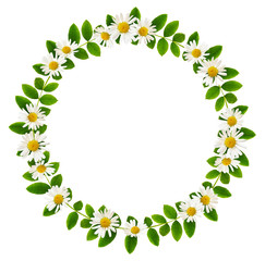 Fresh green leaves of Siberian peashrub and daisy flowers in a round frame