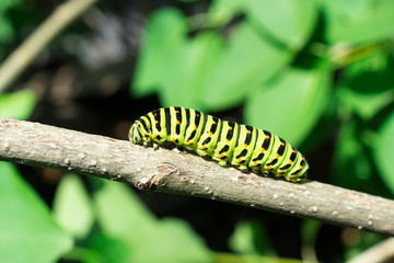 Green caterpillar on lilac leaf