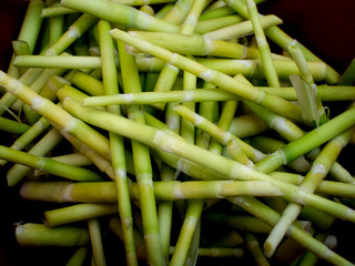 Bamboo Shoots Cut into Pieces on a Tray