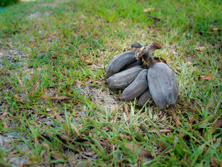 Bunch of Old Black Bananas