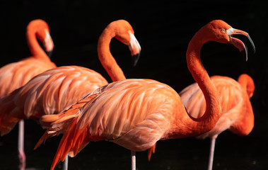 American Flamingo. Phoenicopterus ruber