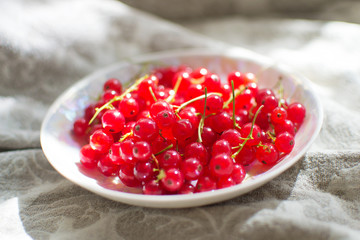 
summer red currant in a plate (Ribes rubrum)