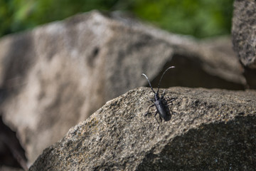 Black great capricorn beetle