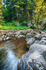 River in the forest. Beautiful natural landscape in the summer time