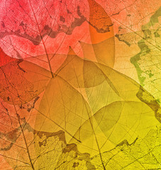 red and yellow color background from thin leaves