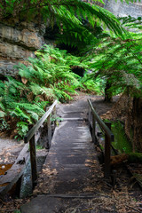Fototapeta premium The ferns and canyon walls at the Lithgow Glowworm tunnel in the Blue Mountains New South Wales Australia on 14th June 2018