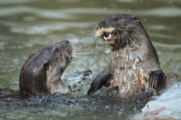 Cute funny river otters playing  in splashing water