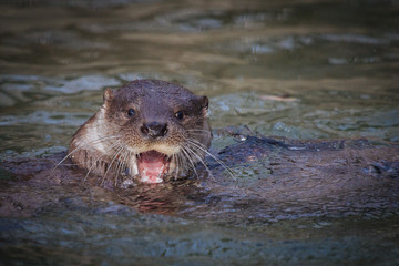 Cute funny otter swimming in the water