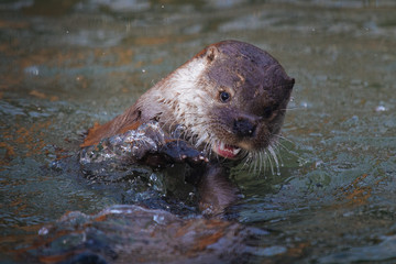 Fototapeta premium Cute funny river otter swimming in the water