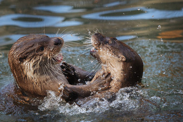 Naklejka premium Cute funny otters playing in splashing water