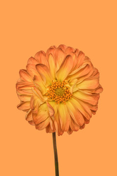 Dahlia on plain background, orange