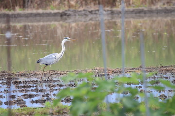 アオサギ　ペリカン目サギ科アオサギ属