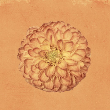 Dahlia on textured background, orange