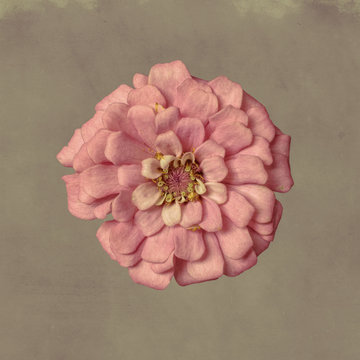 Zinnia flower, pink on textured background