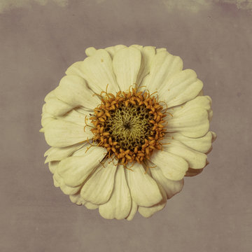 Zinnia flower, white on textured background