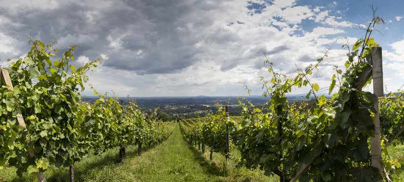 panorama old wine growing area named Schilcherstrasse near Stainz in Styria, Austria