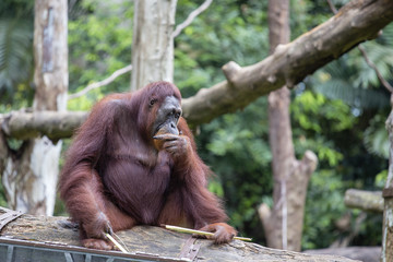 Big orangutan in nature