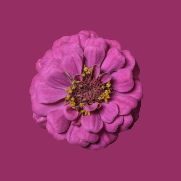 Zinnia flower, purple on plain background