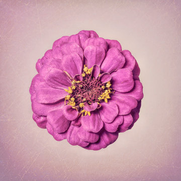 Zinnia flower, purple on textured background