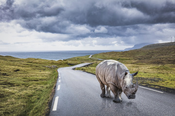 rhinoceros on lonely road