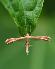 Plume moth in natural habitat
