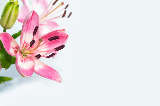 Fototapeta Bright lily flowers isolated on white background.
