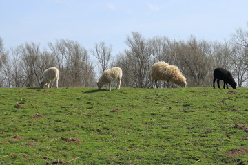 flock of sheep
