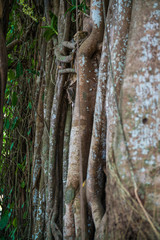 The wall of vine and tree root