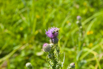nature in summer in the village