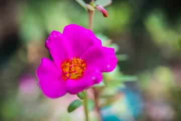 Fototapeta na wymiar Purple Portulaca oleracea flower grandiflora on blurred background