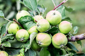 Apples that reach on the tree branch. Summer day in the garden_
