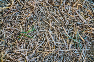 dried bamboo leaves on the floor