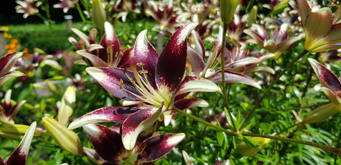 bl&uuml;te rot wei&szlig;