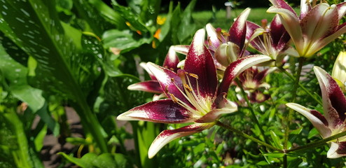 bl&uuml;te rot wei&szlig;