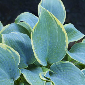 Hosta Frosted Dimples / hostas / plantain lilies