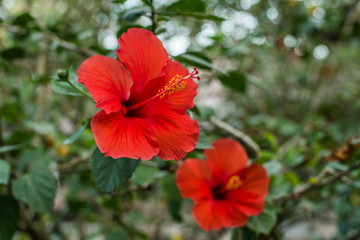 Red Hibiscus