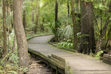 Isolated and Serene Florida Park Path Trail