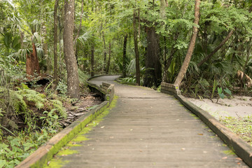 Isolated and Serene Florida Park Path Trail