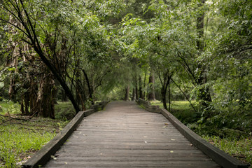 Isolated and Serene Florida Park Path Trail