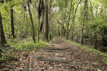 Florida Swamp Isolated Park Path