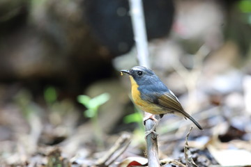 Snowy-browed flycatcher (Ficedula hyperythra) in Dalat, Vietnam