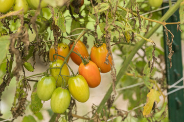 New baby cherry tomatoes growing in garden 